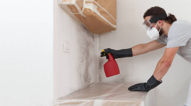 Professional Mold Inspection technician working in Bayport, NY